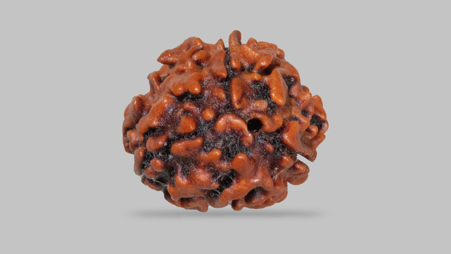 3 MUKHI RUDRAKSHA (22.58 mm)