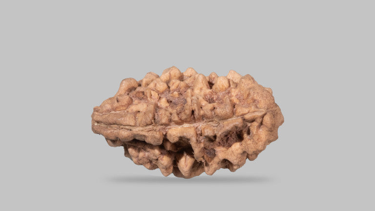 1 MUKHI RUDRAKSHA (29.00 mm)