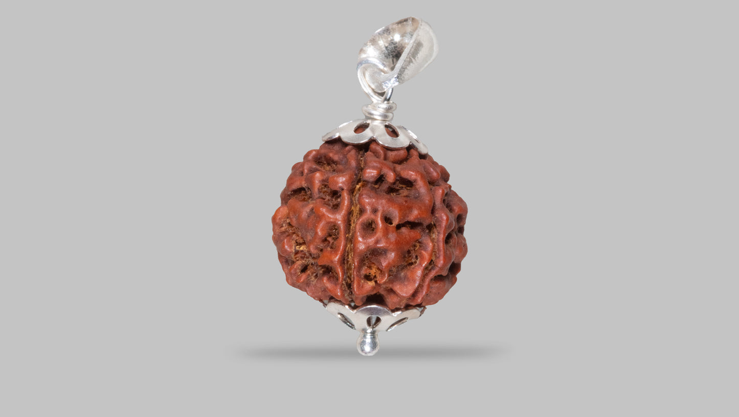 6 MUKHI RUDRAKSHA (19.15 mm)