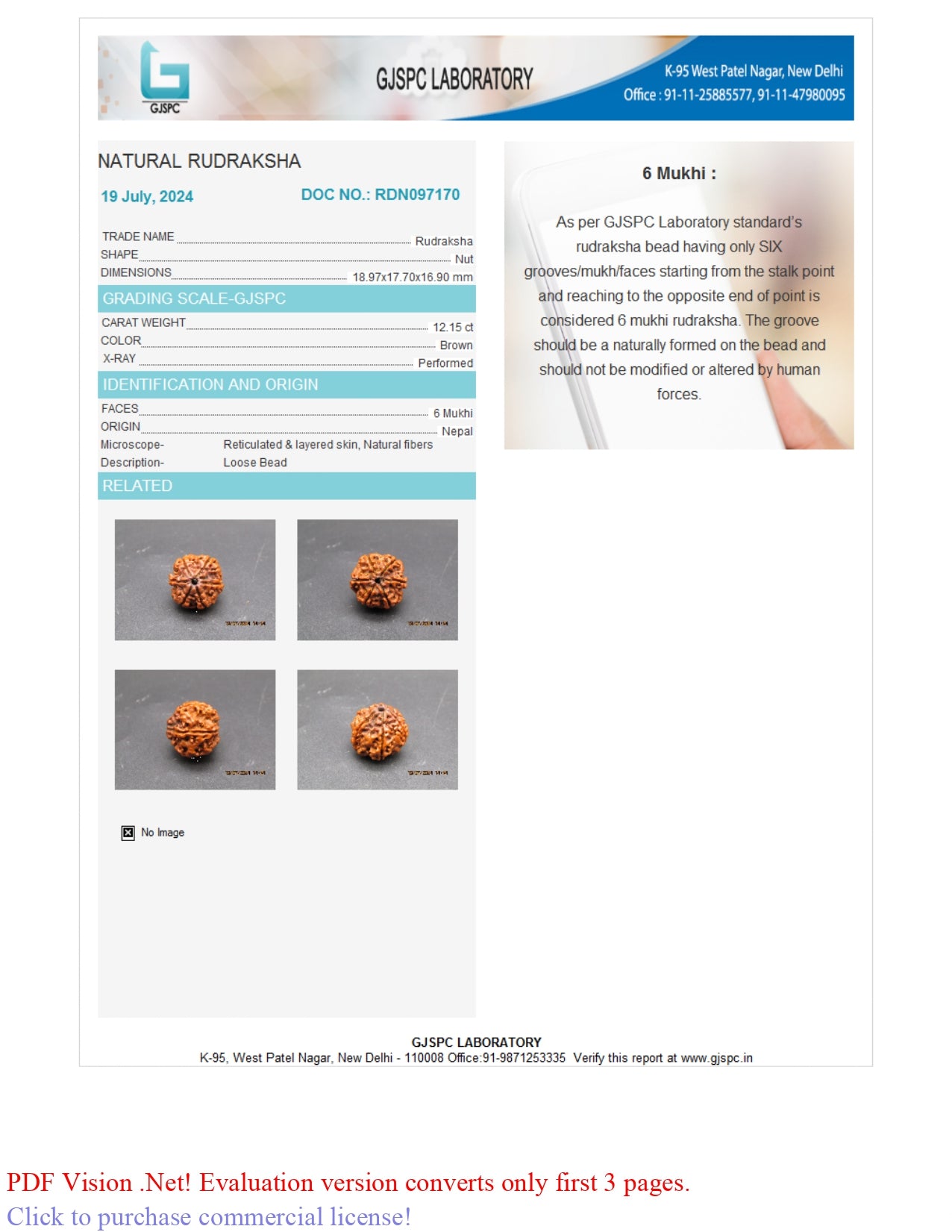 6 MUKHI RUDRAKSHA (18.97 mm)