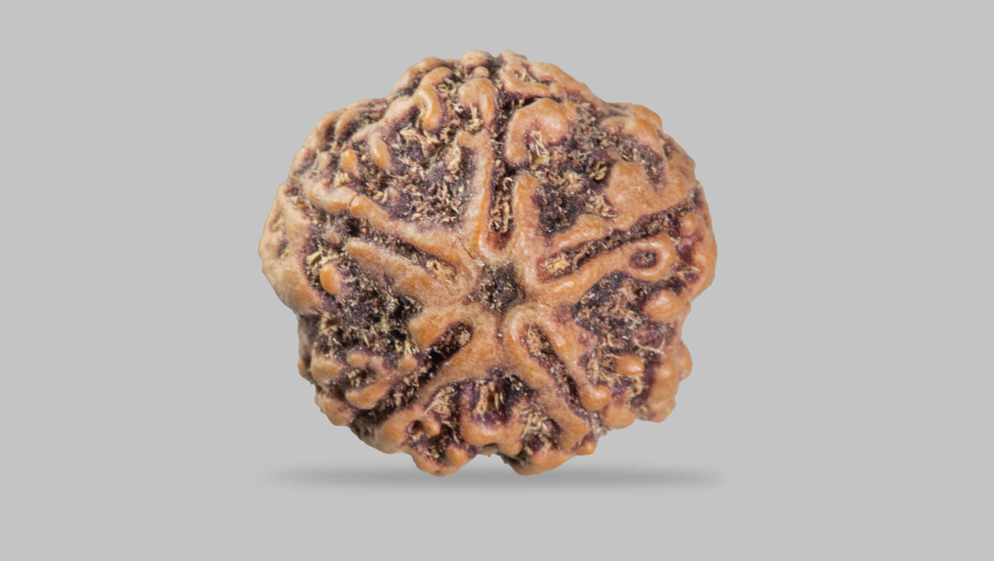 5 MUKHI RUDRAKSHA (23.17 mm)