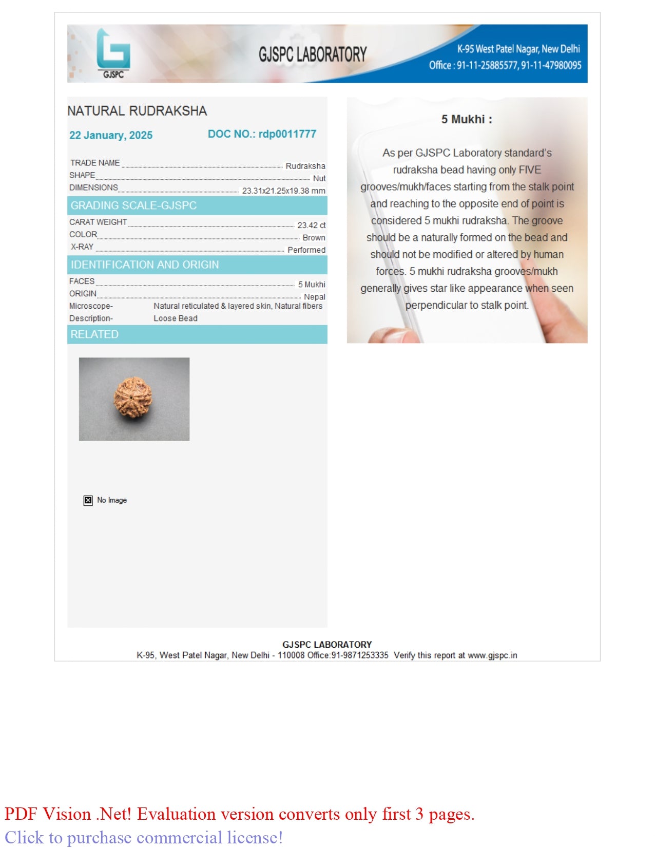 5 MUKHI RUDRAKSHA (23.31 mm)