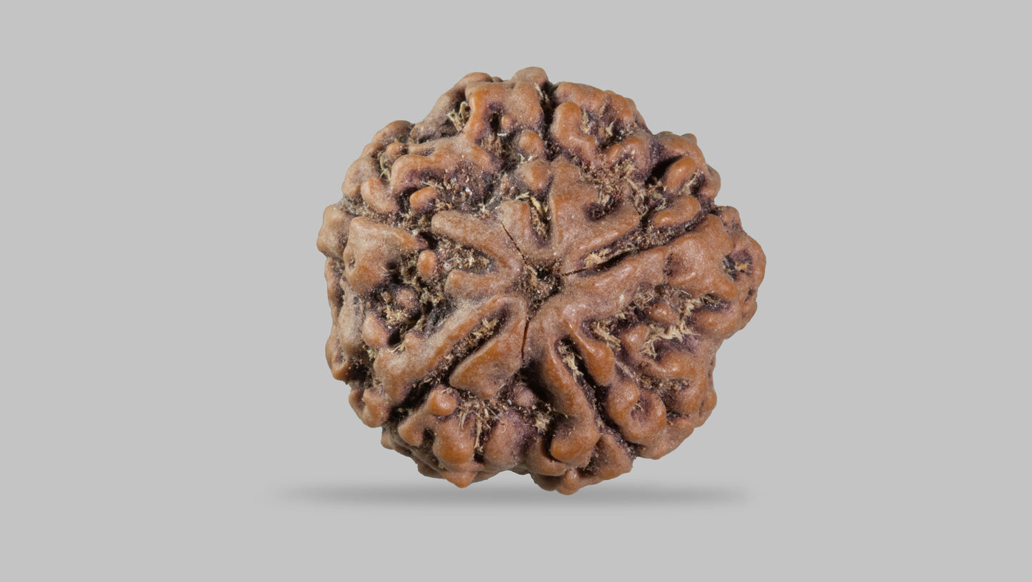5 MUKHI RUDRAKSHA (22.25 mm)