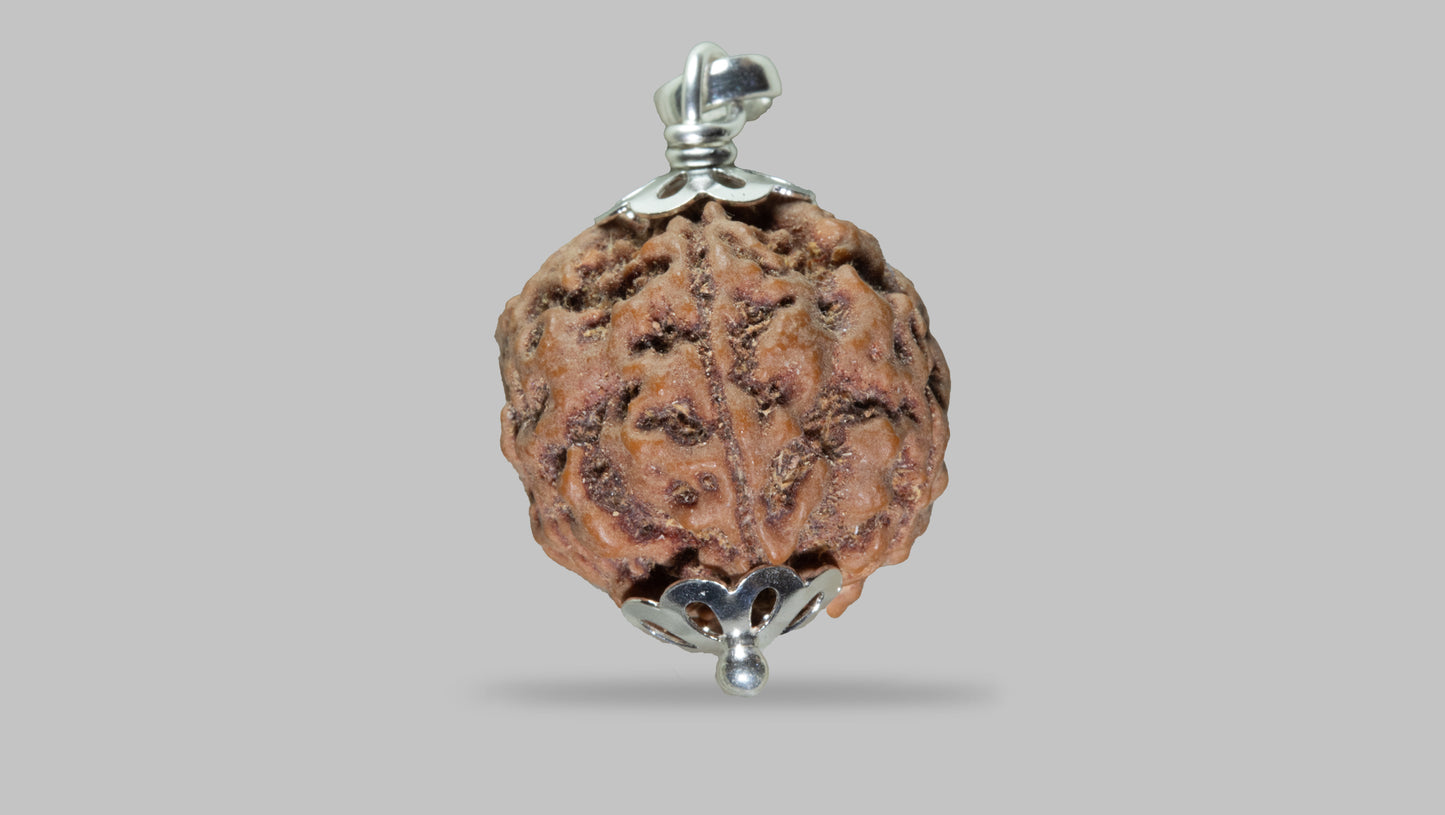 5 MUKHI RUDRAKSHA (22.71 mm)