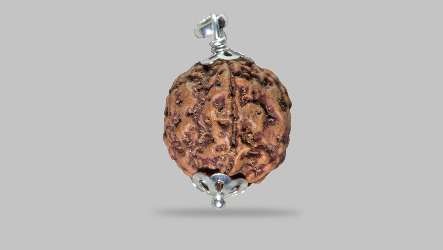 5 MUKHI RUDRAKSHA (22.11 mm)