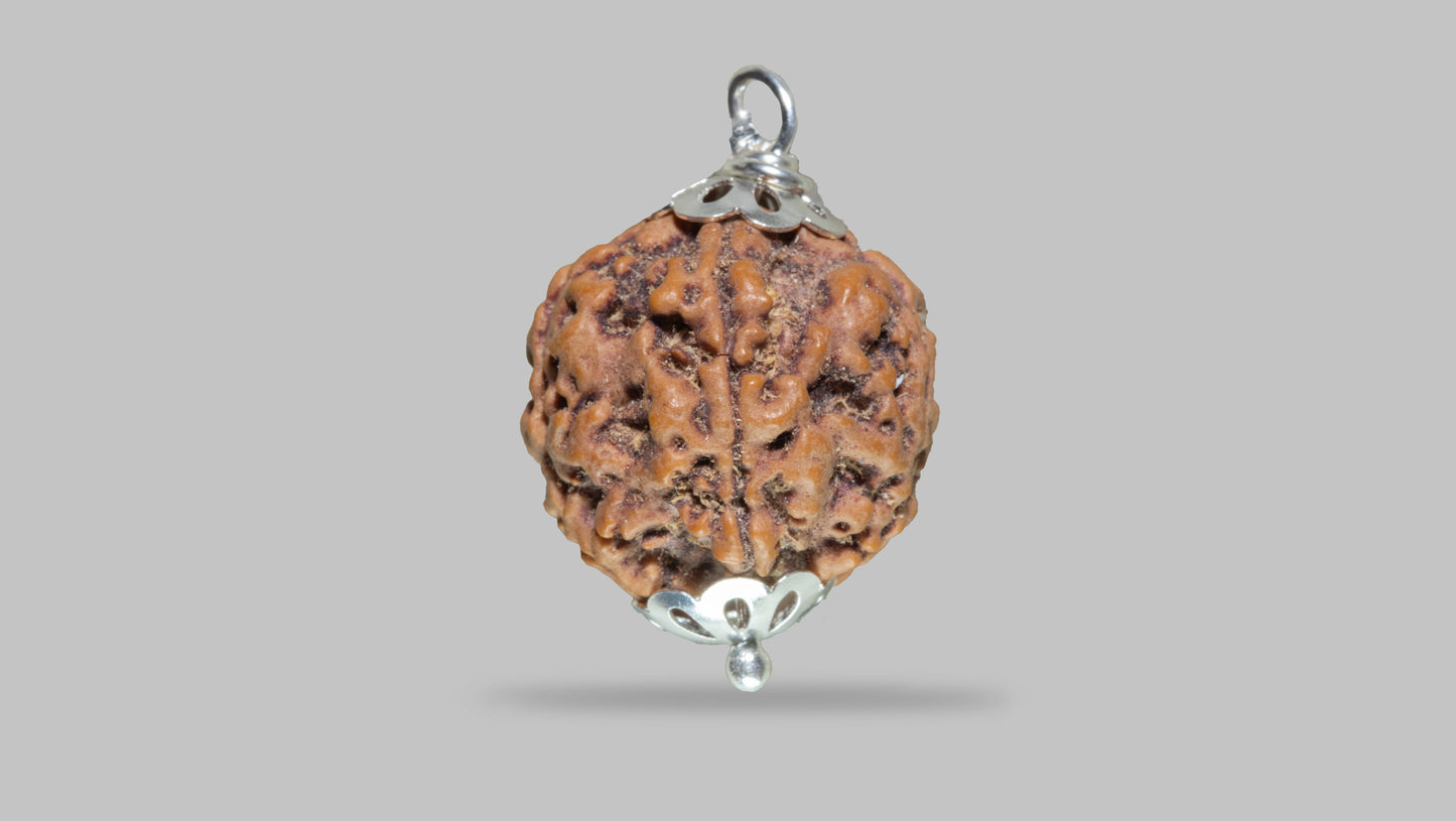 5 MUKHI RUDRAKSHA (21.96 mm)
