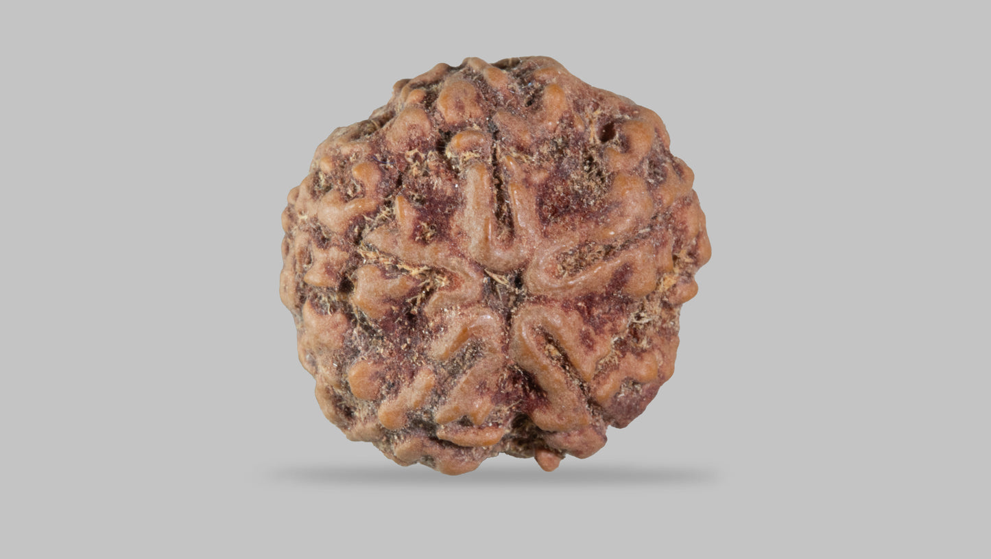 5 MUKHI RUDRAKSHA (23.55 mm)