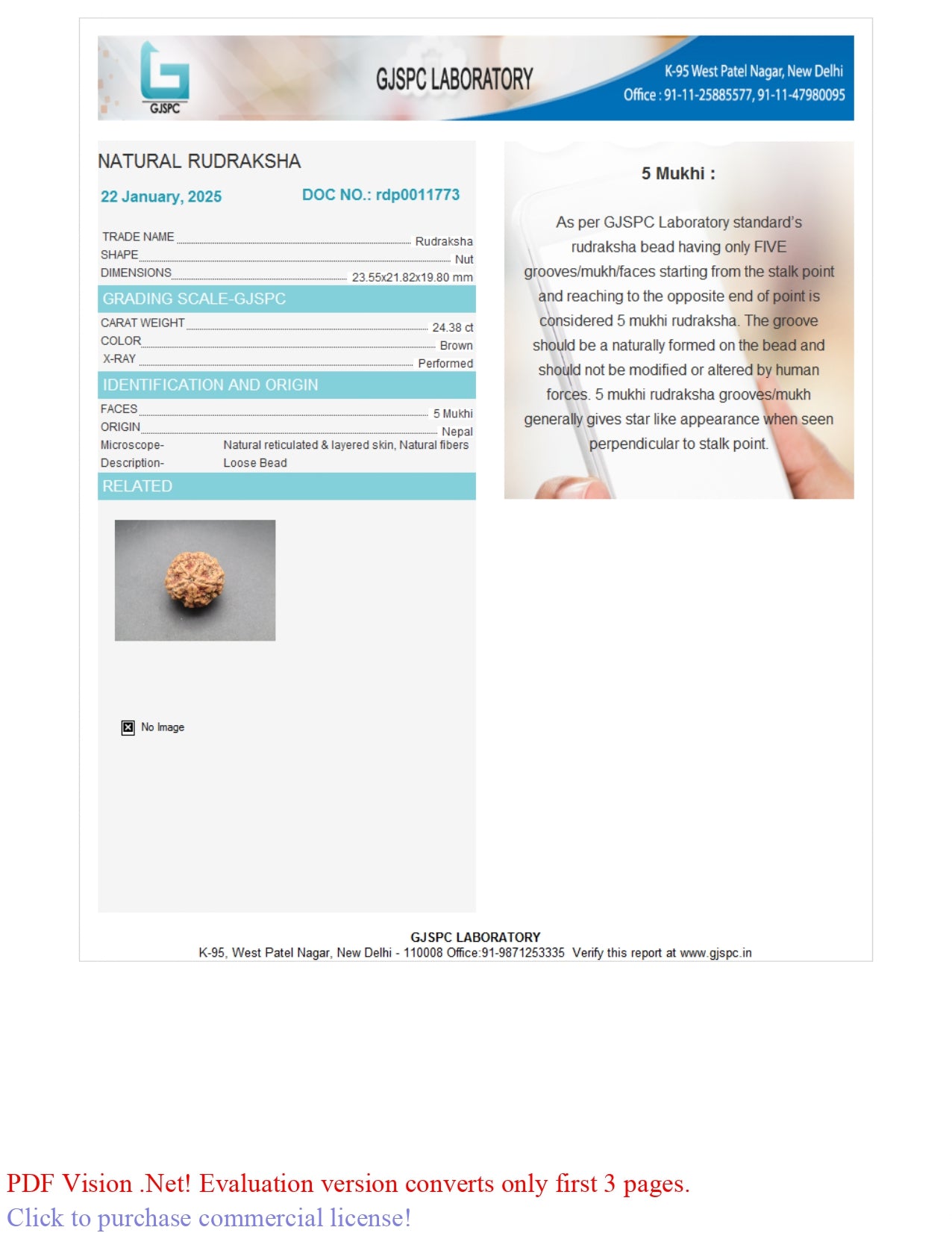5 MUKHI RUDRAKSHA (23.55 mm)