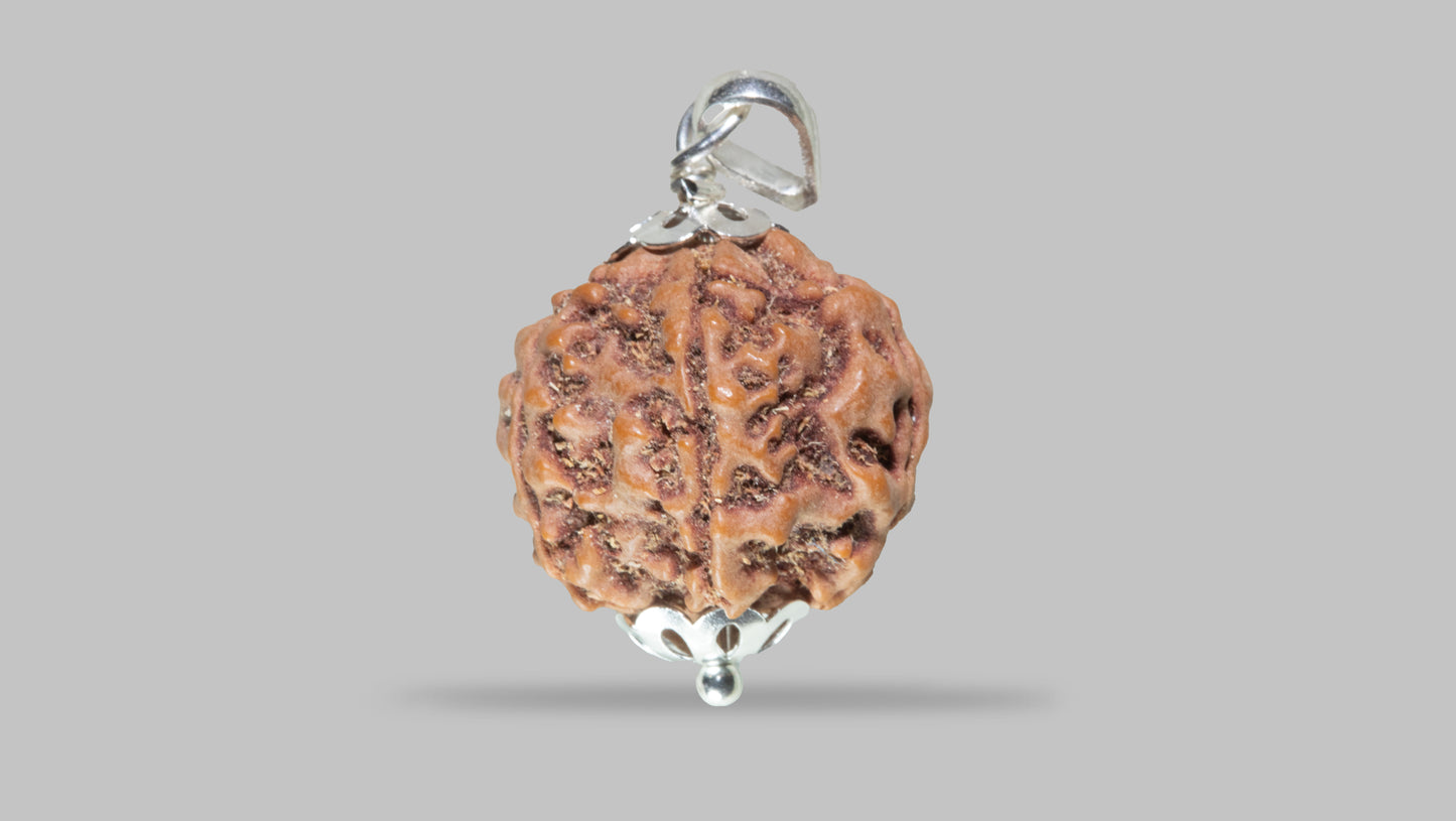 5 MUKHI RUDRAKSHA (23.45 mm)