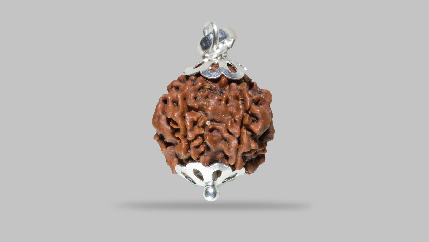 5 MUKHI RUDRAKSHA (19.18 mm)
