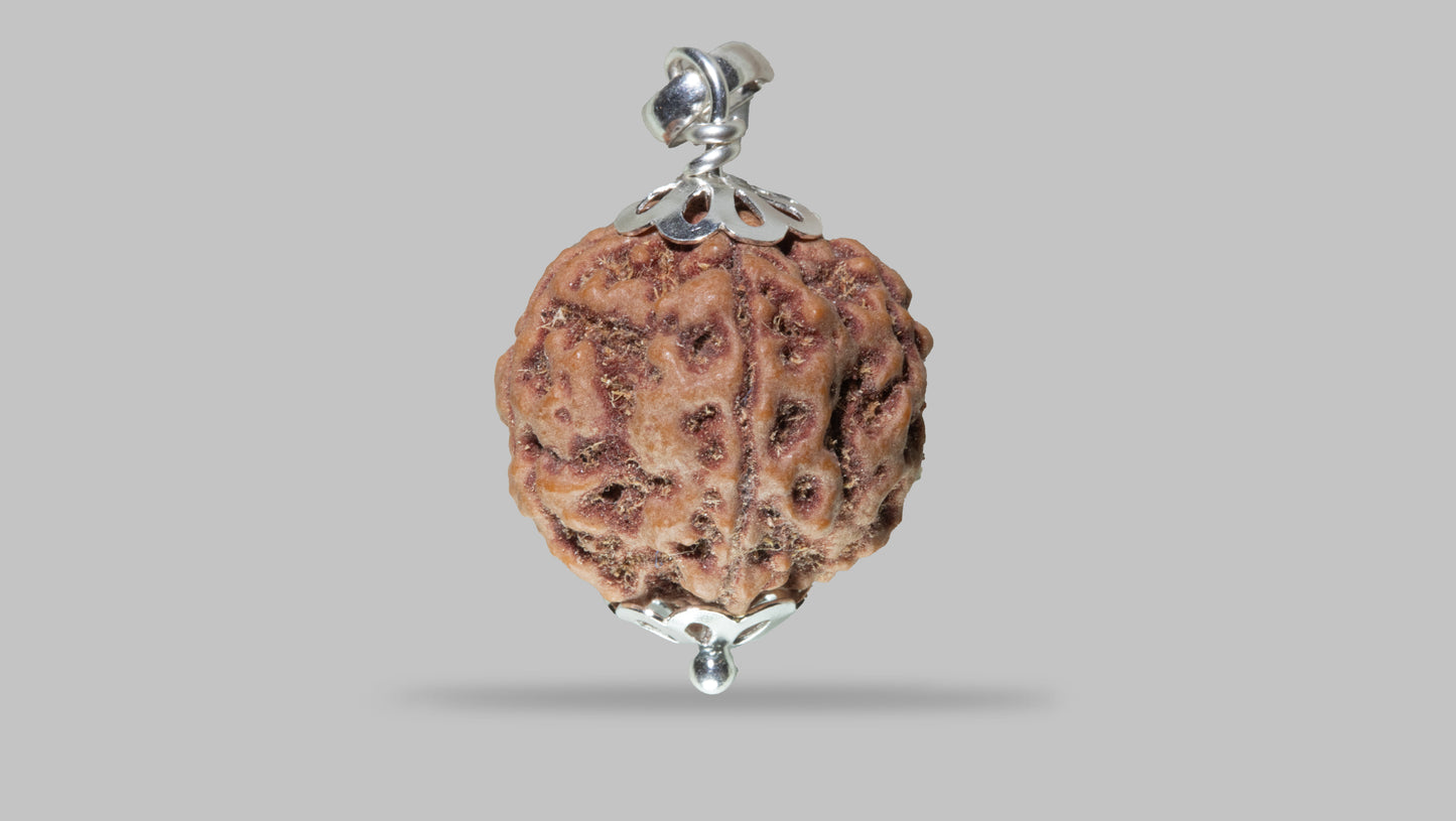 5 MUKHI RUDRAKSHA (22.65 mm)