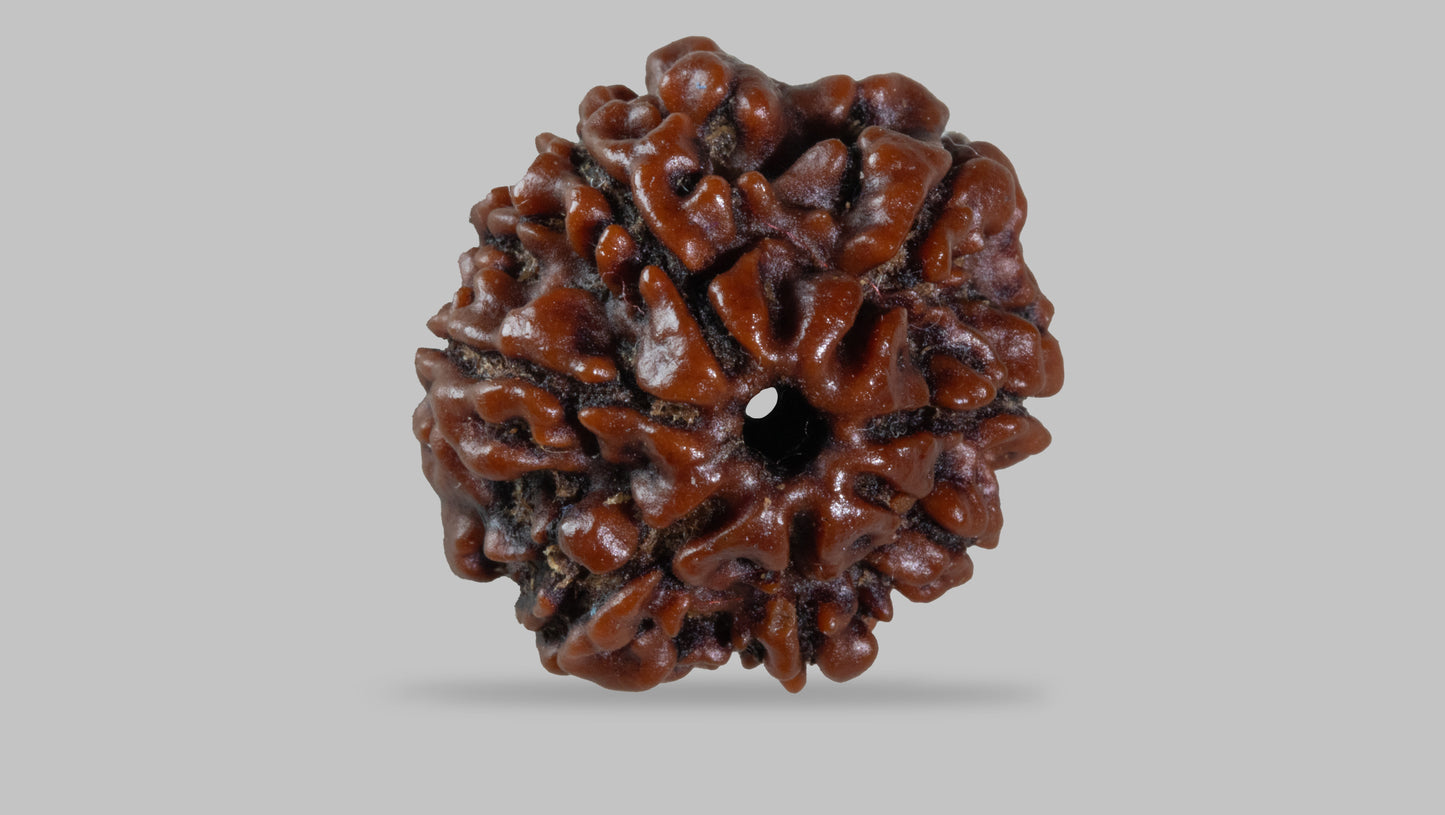 7 MUKHI RUDRAKSHA (19.50 mm)