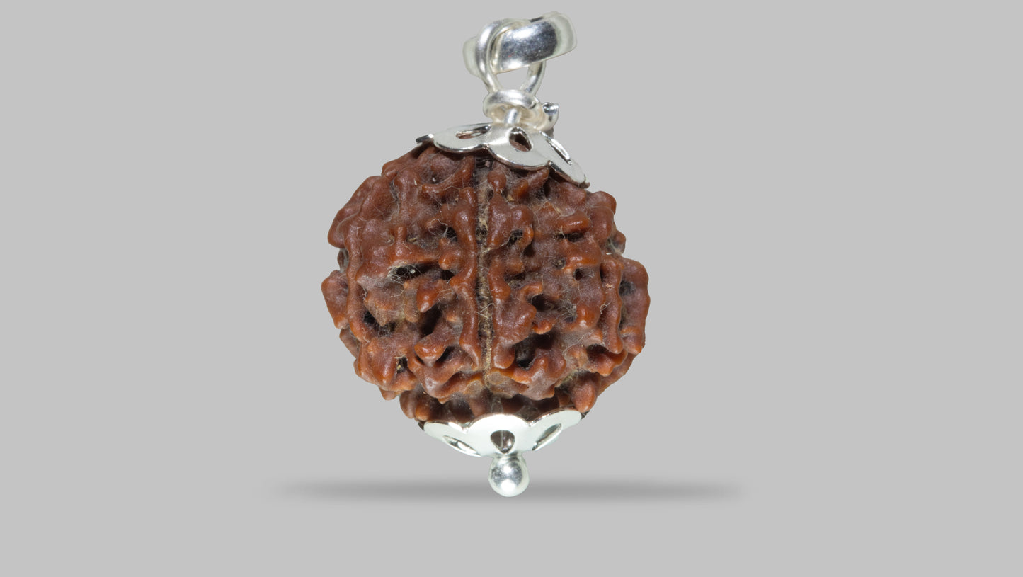 7 MUKHI RUDRAKSHA (19.61 mm)