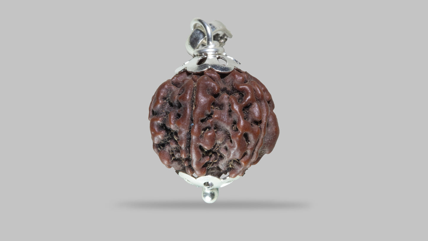 7 MUKHI RUDRAKSHA (19.42 mm)