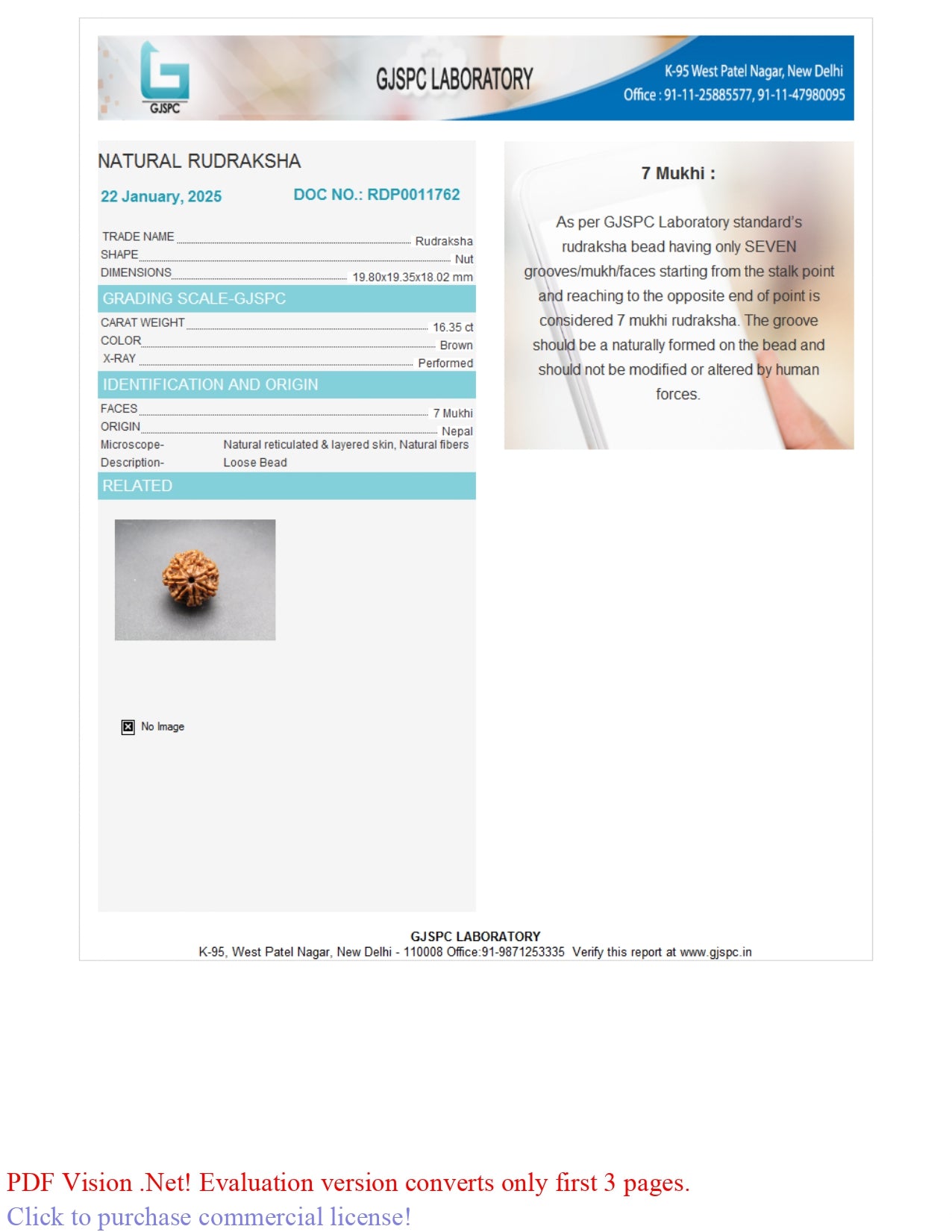 7 MUKHI RUDRAKSHA (19.80 mm)