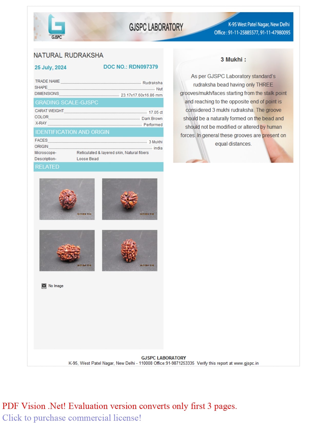 3 MUKHI RUDRAKSHA (23.17 mm)