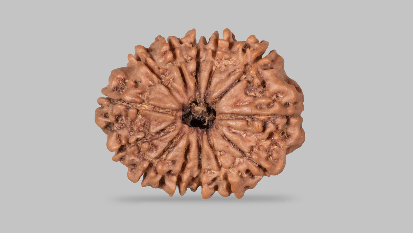 13 MUKHI RUDRAKSHA (27.42 mm)
