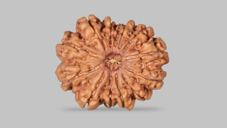 13 MUKHI RUDRAKSHA (29.04 mm)