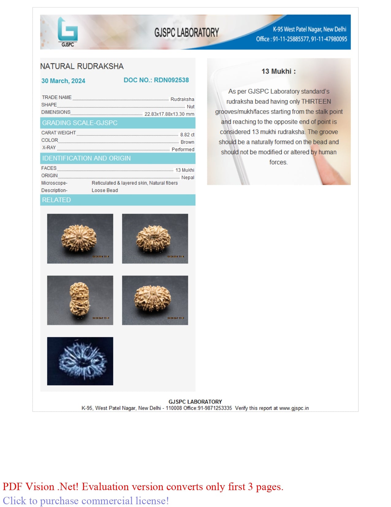 13 MUKHI RUDRAKSHA (22.83 mm)