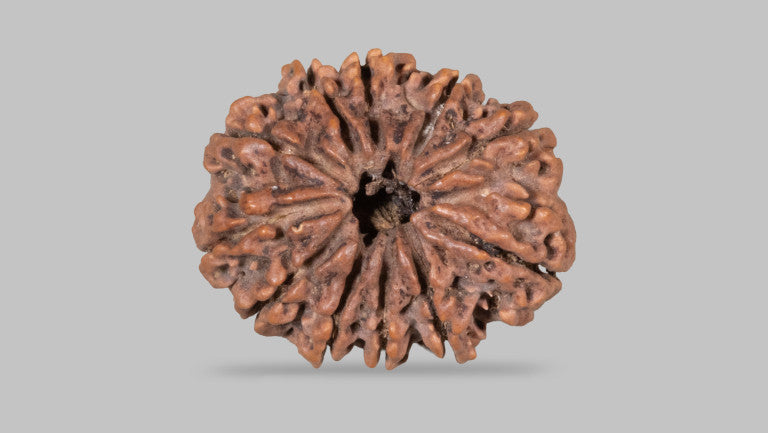 11 MUKHI RUDRAKSHA (31.65 mm)