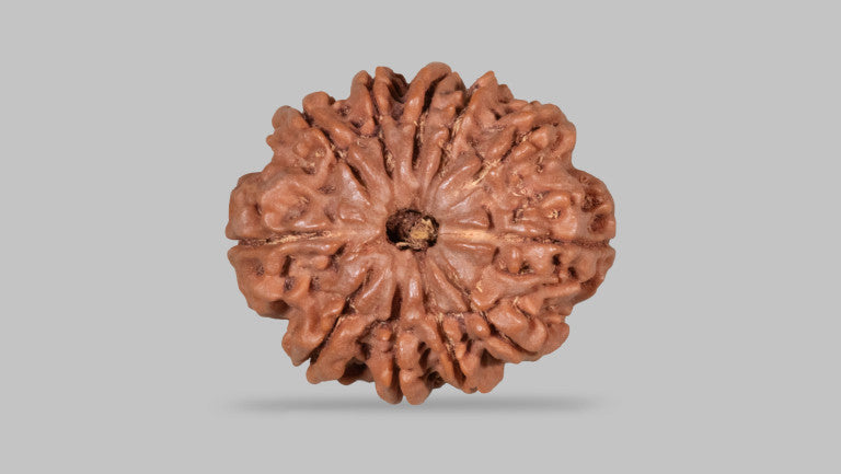 11 MUKHI RUDRAKSHA (28.10 mm)