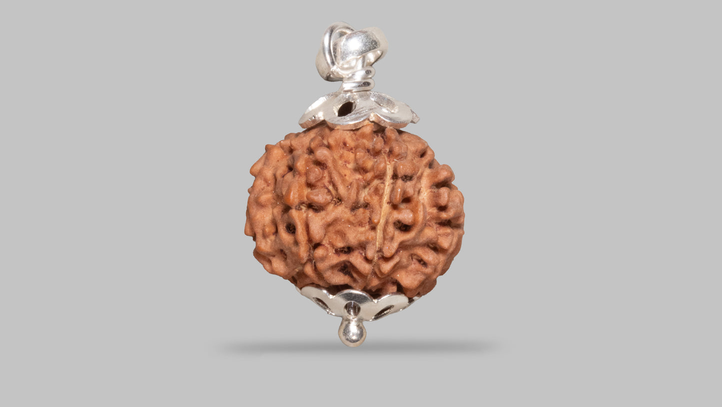 8 MUKHI RUDRAKSHA (21.01 mm)