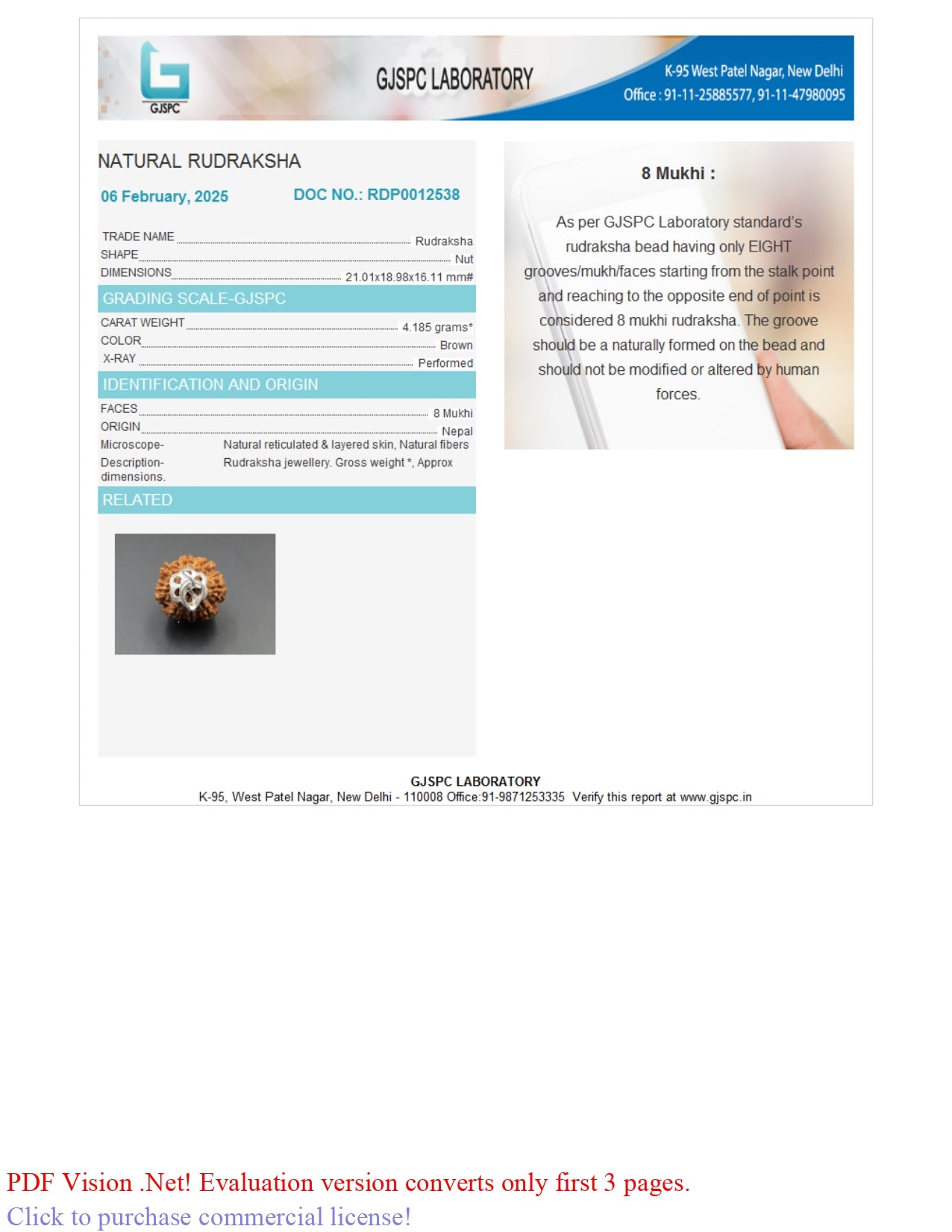 8 MUKHI RUDRAKSHA (21.01 mm)