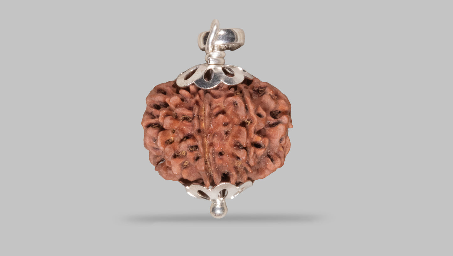 8 MUKHI RUDRAKSHA (20.40 mm)