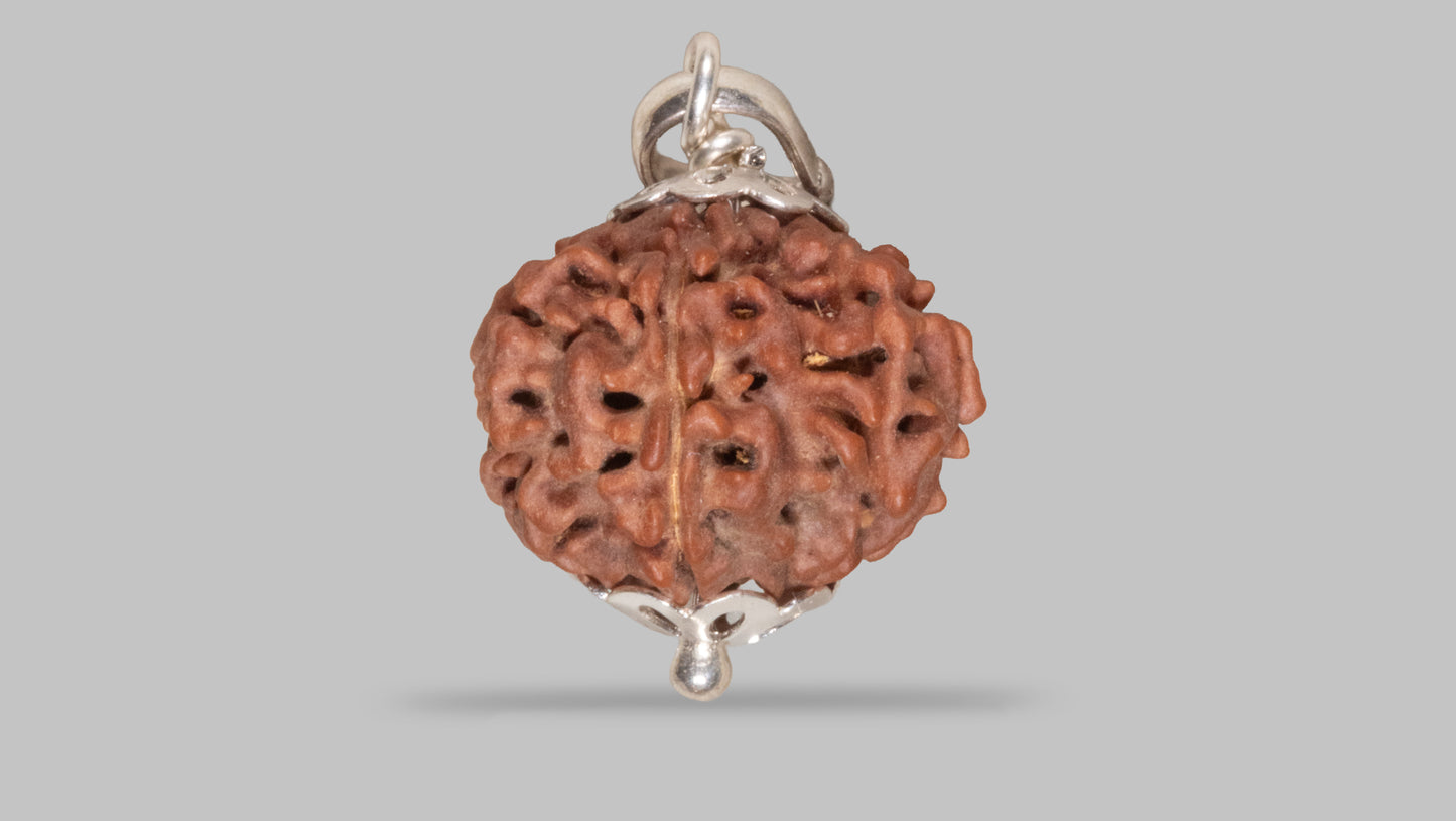 8 MUKHI RUDRAKSHA (20.30 mm)