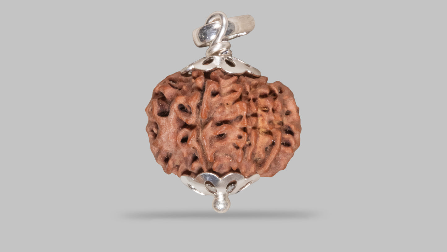 8 MUKHI RUDRAKSHA (20.06 mm)