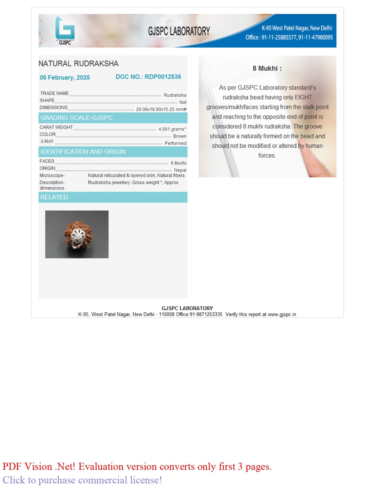 8 MUKHI RUDRAKSHA (20.06 mm)