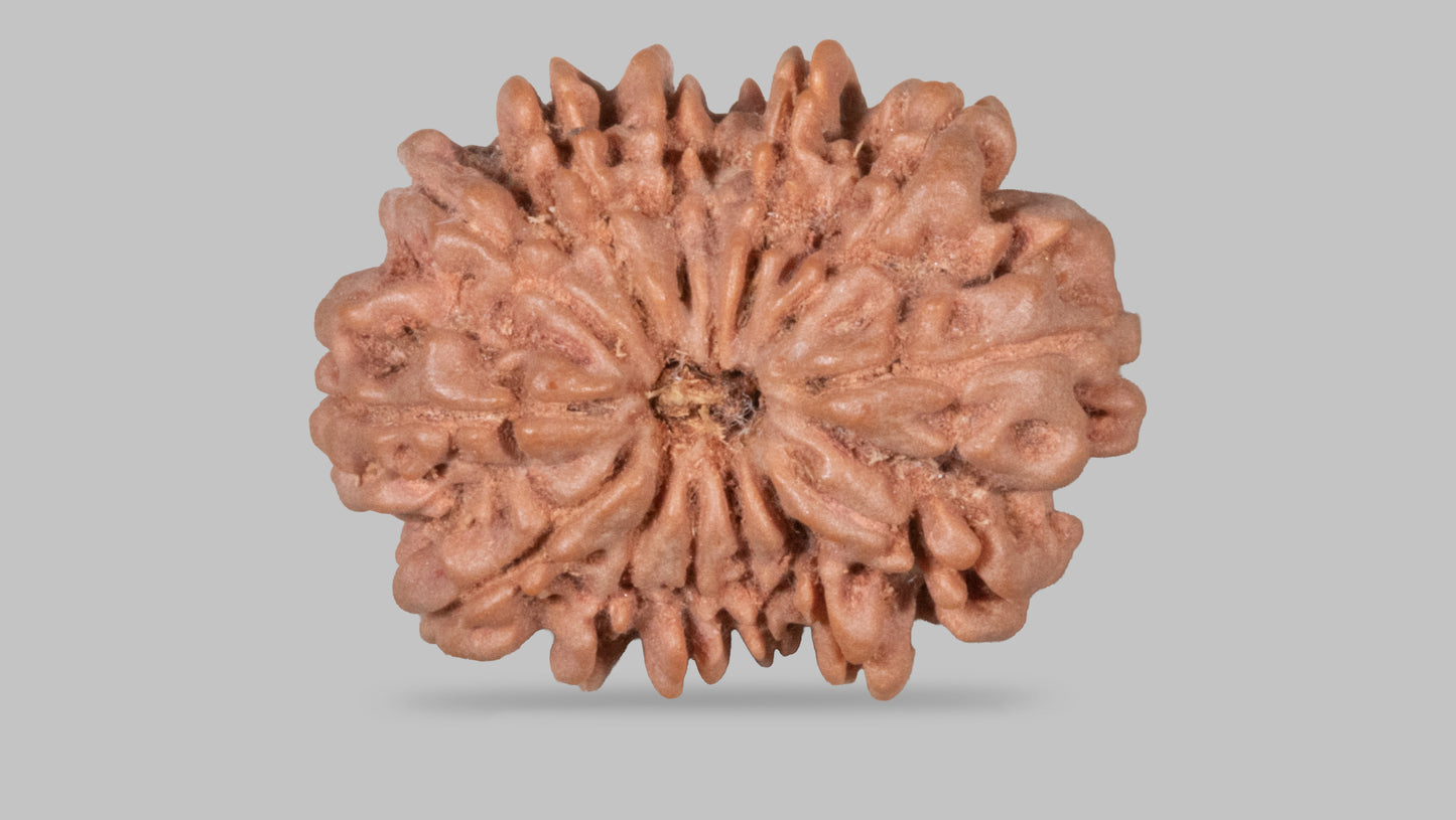 13 MUKHI RUDRAKSHA (27.62 mm)