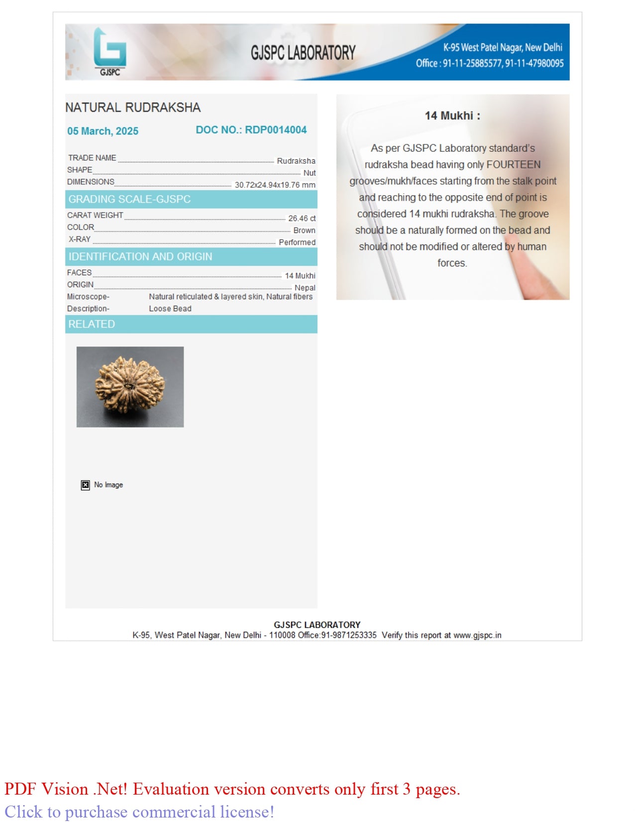 14 MUKHI RUDRAKSHA (30.72 mm)