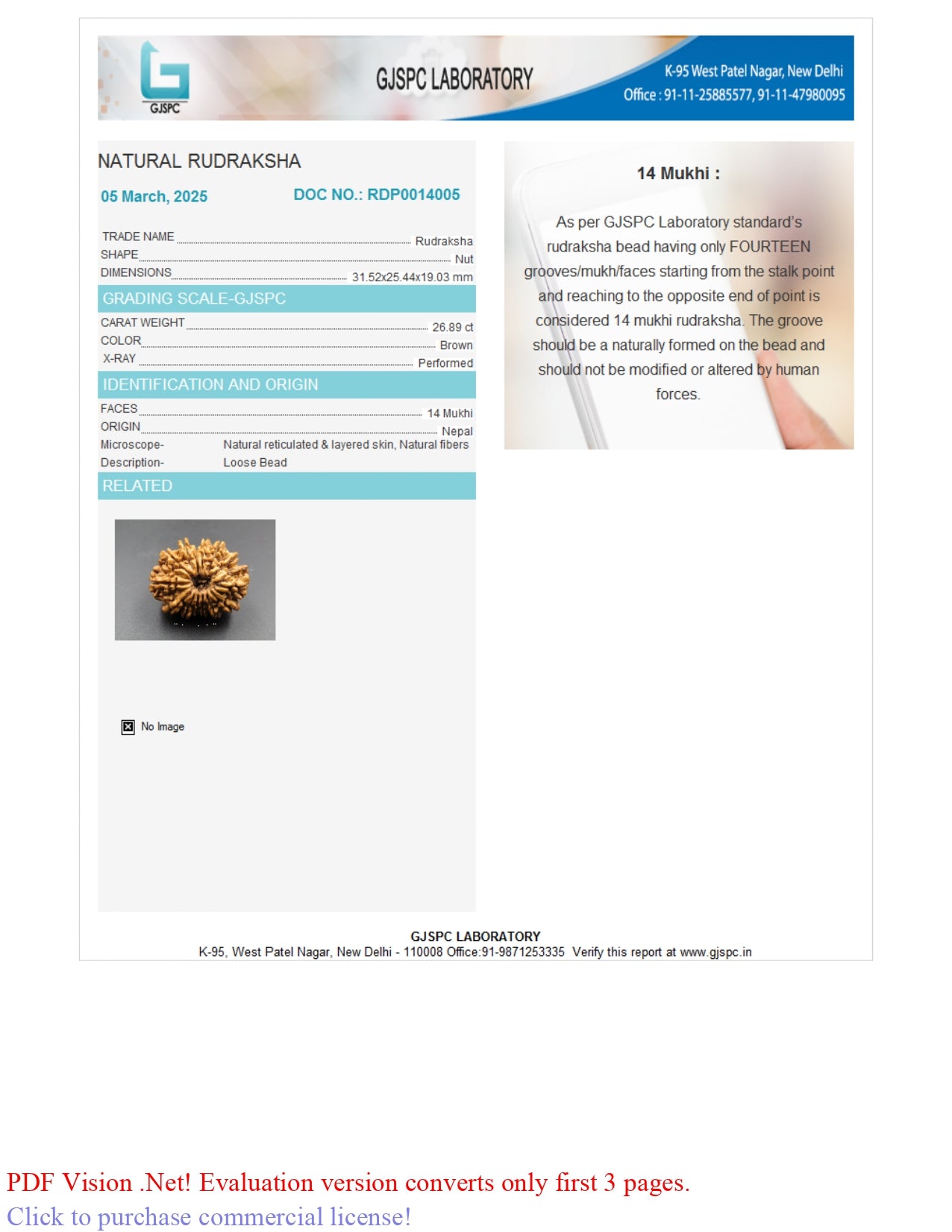 14 MUKHI RUDRAKSHA (31.52 mm)