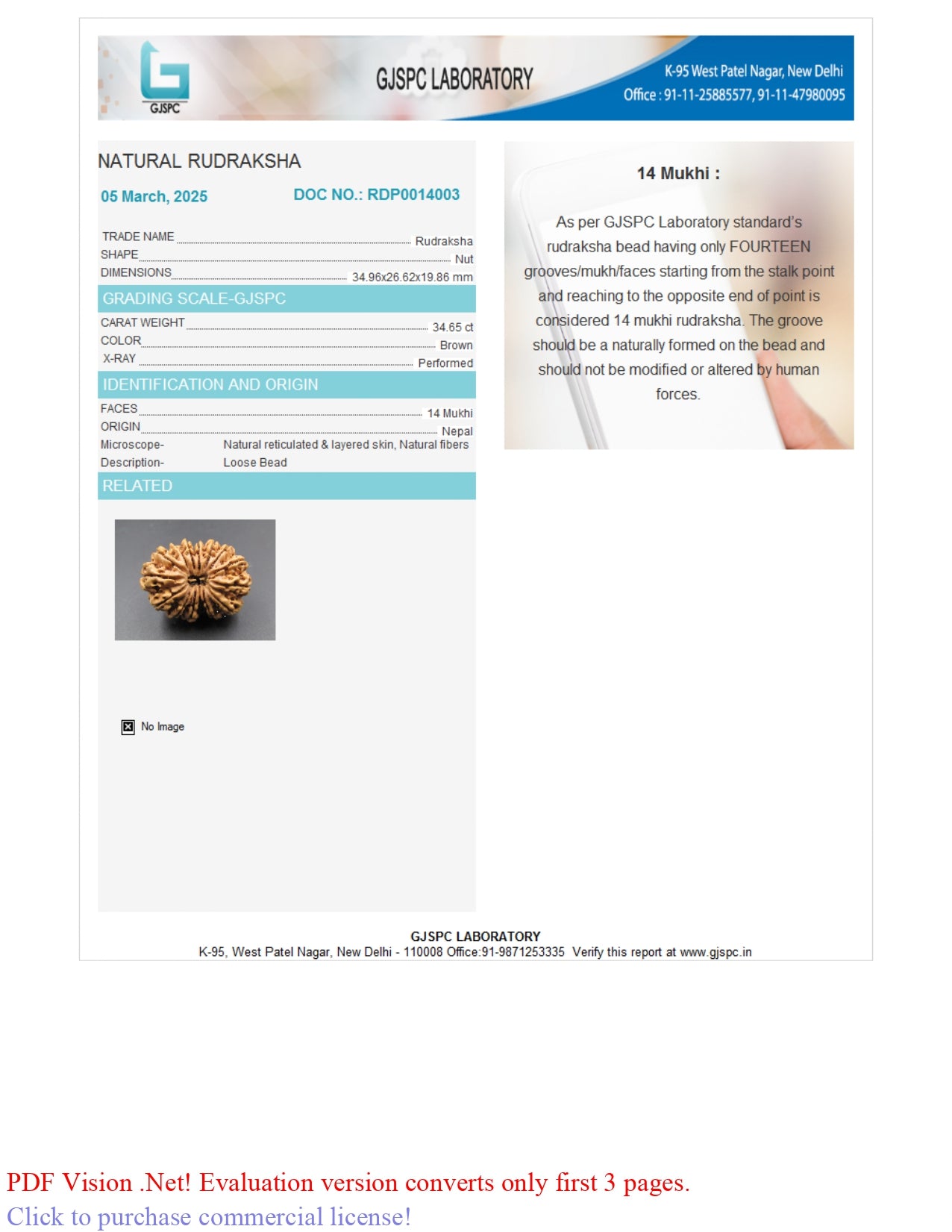 14 MUKHI RUDRAKSHA (34.96 mm)