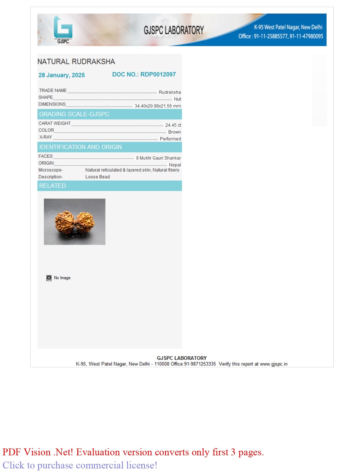 9 MUKHI RUDRAKSHA (34.40 mm)