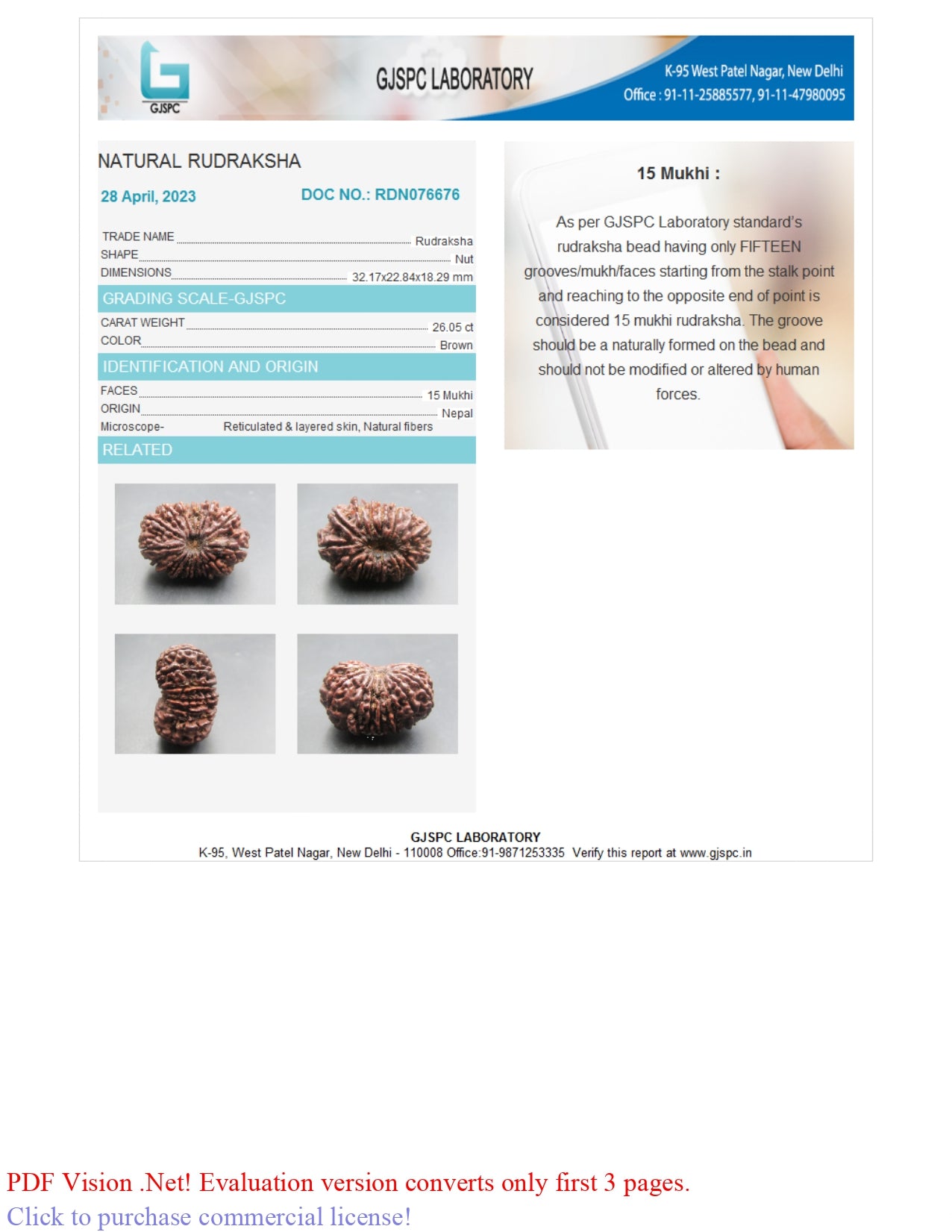 15 MUKHI RUDRAKSHA (32.17 mm )