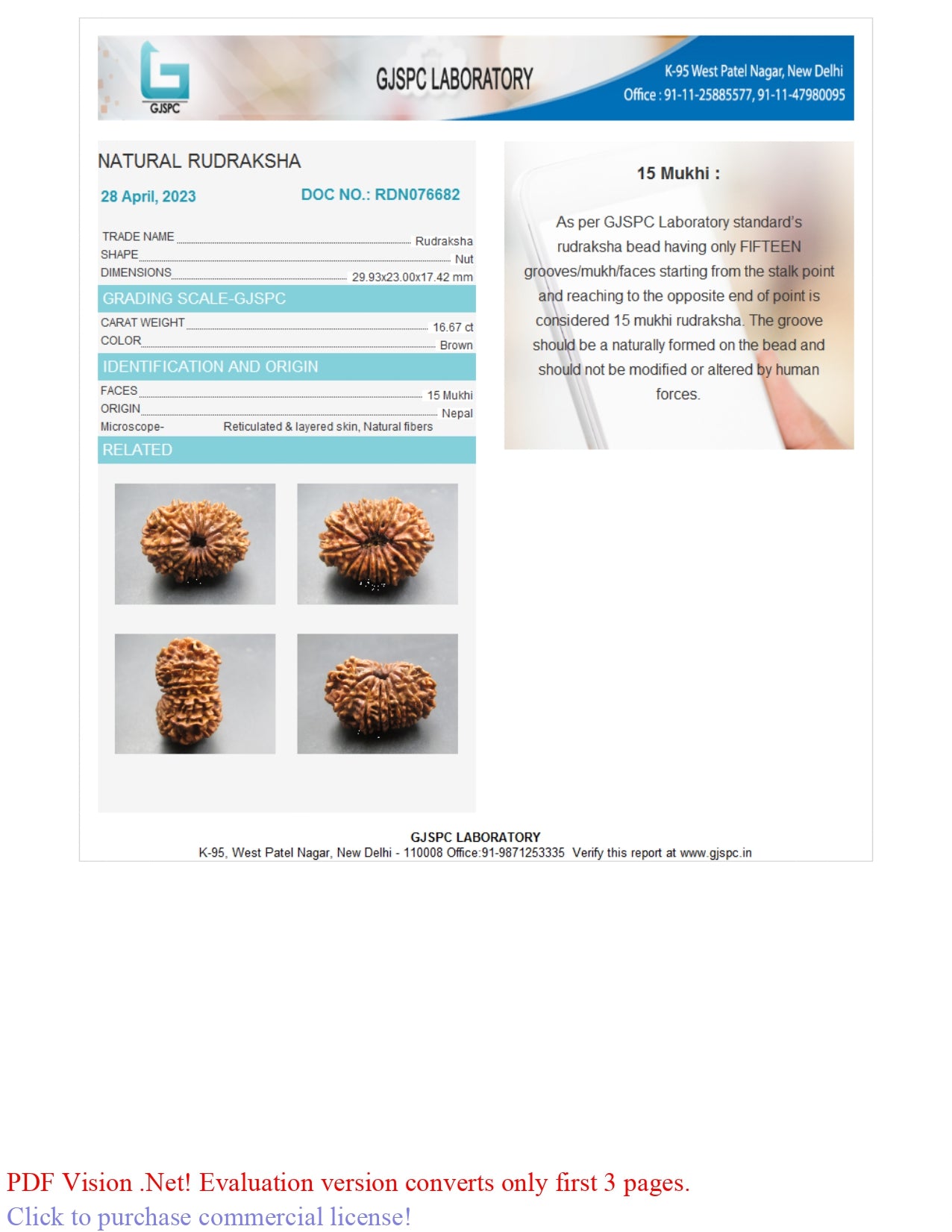 15 MUKHI RUDRAKSHA (29.93 mm )