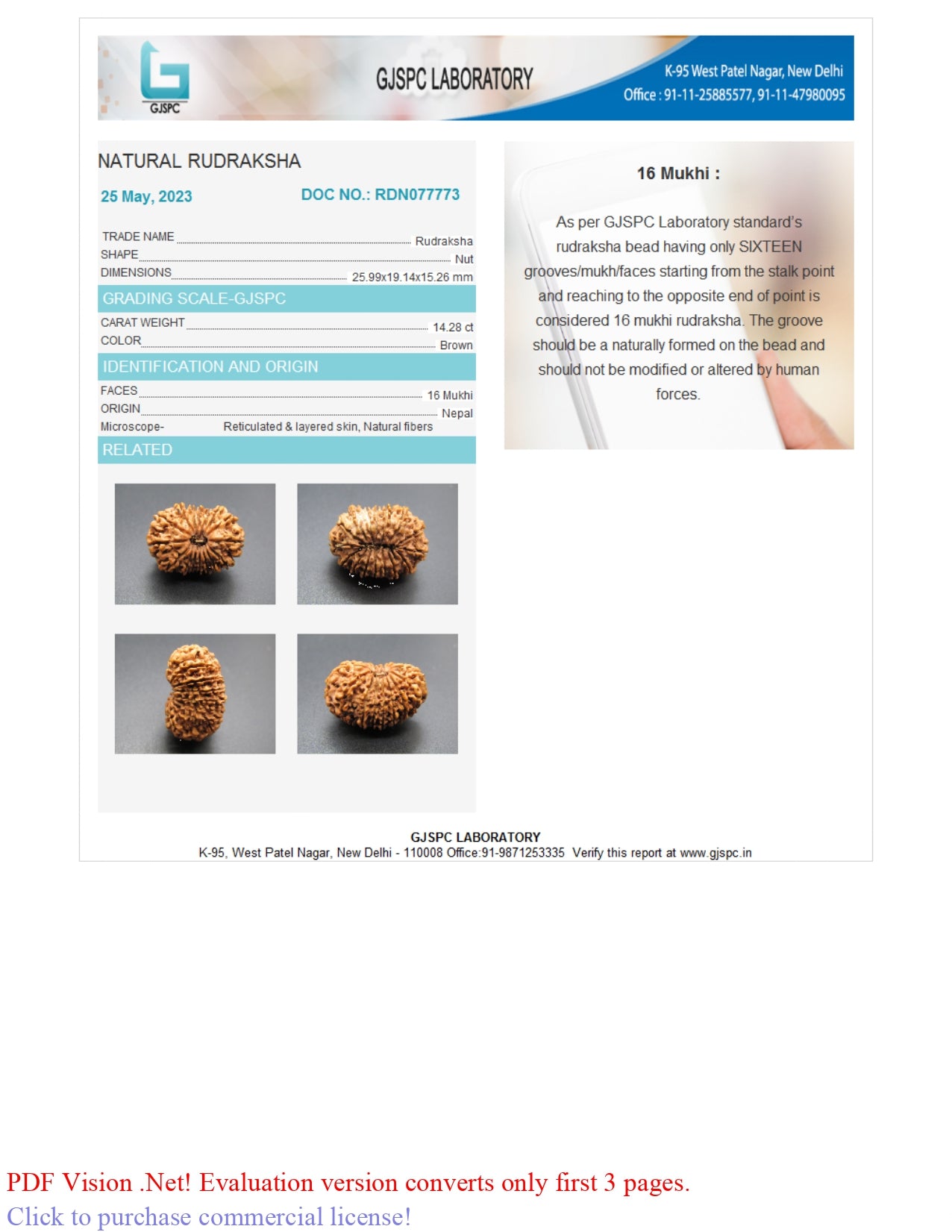 16 MUKHI RUDRAKSHA (25.99 mm)