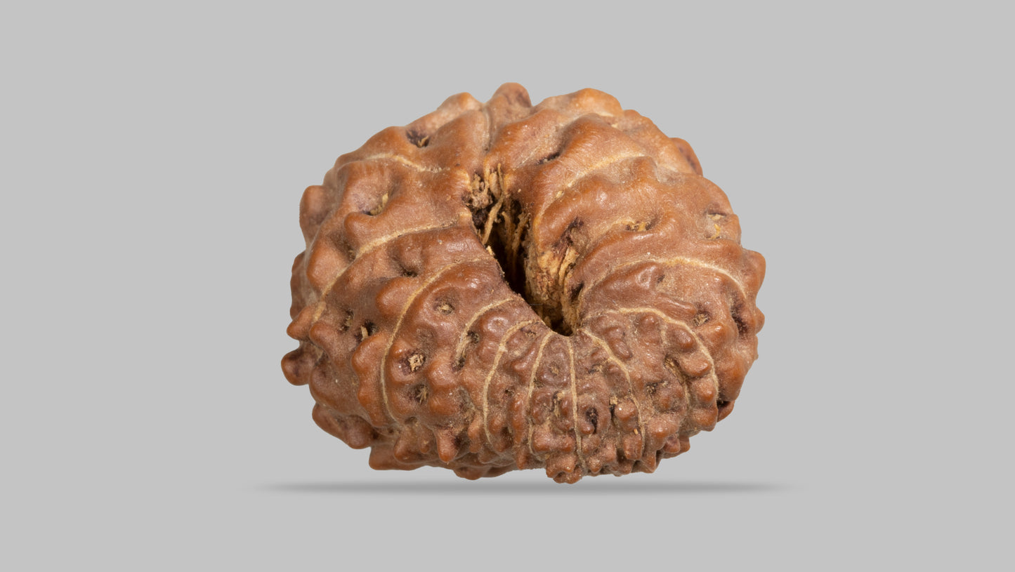 12 MUKHI RUDRAKSHA (17.41 mm)