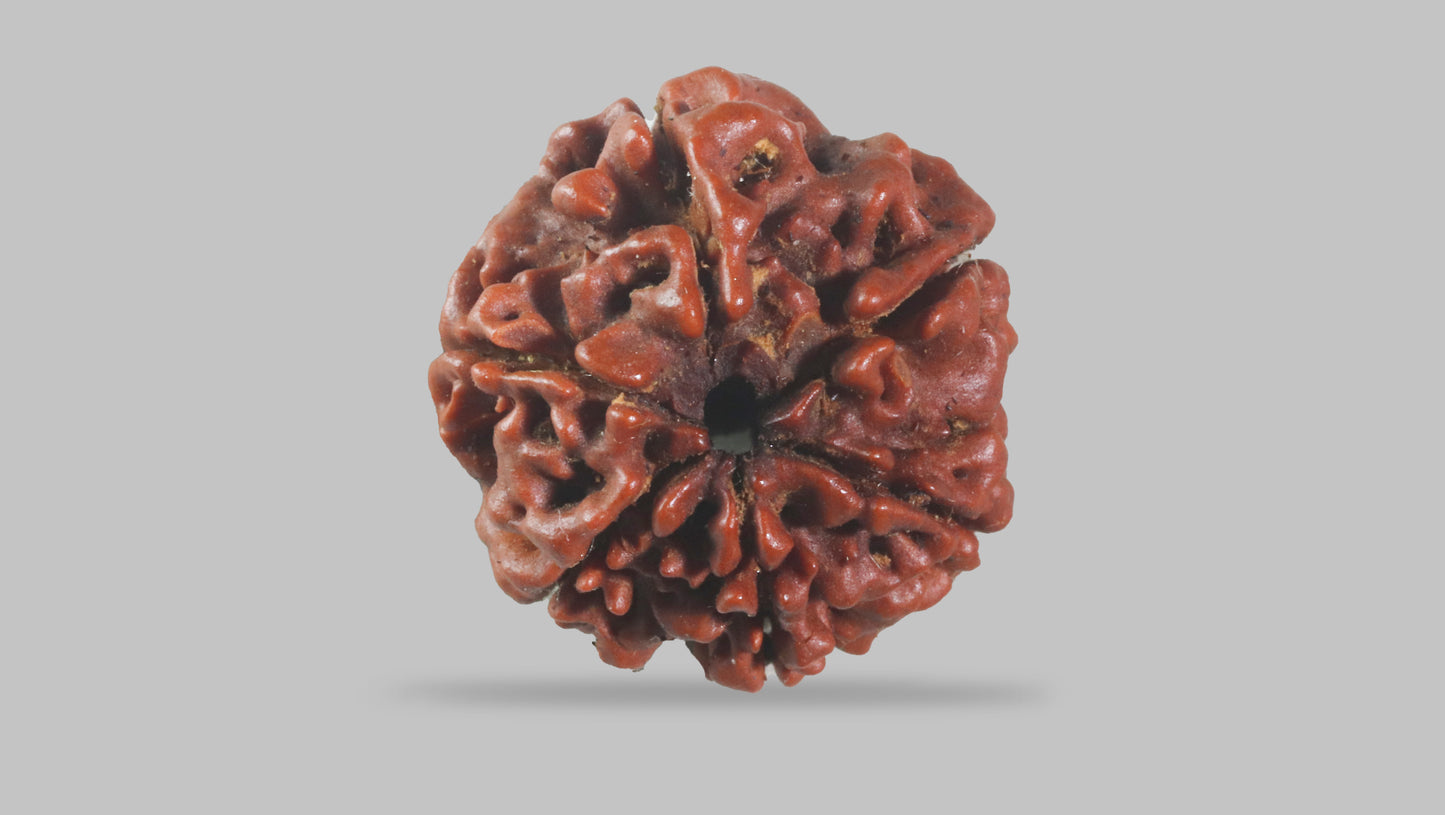 6 MUKHI RUDRAKSHA (18.75 mm)