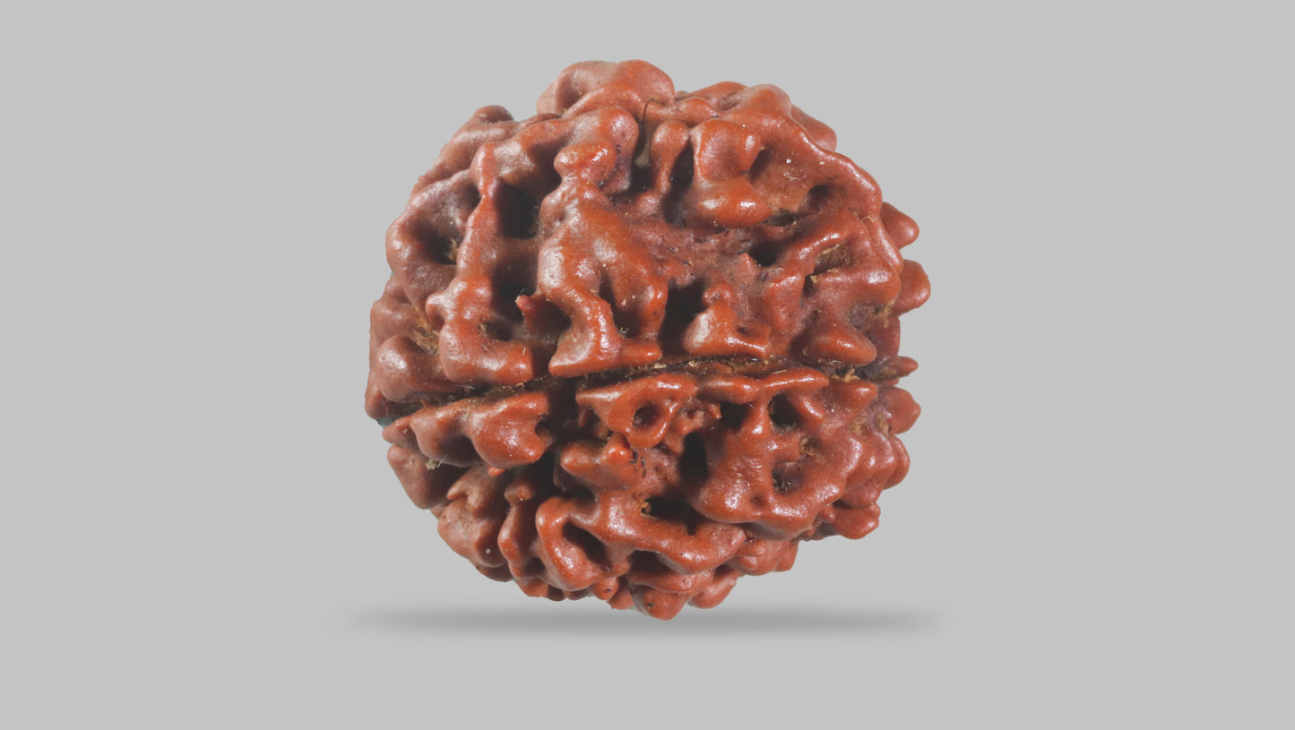 6 MUKHI RUDRAKSHA (18.75 mm)