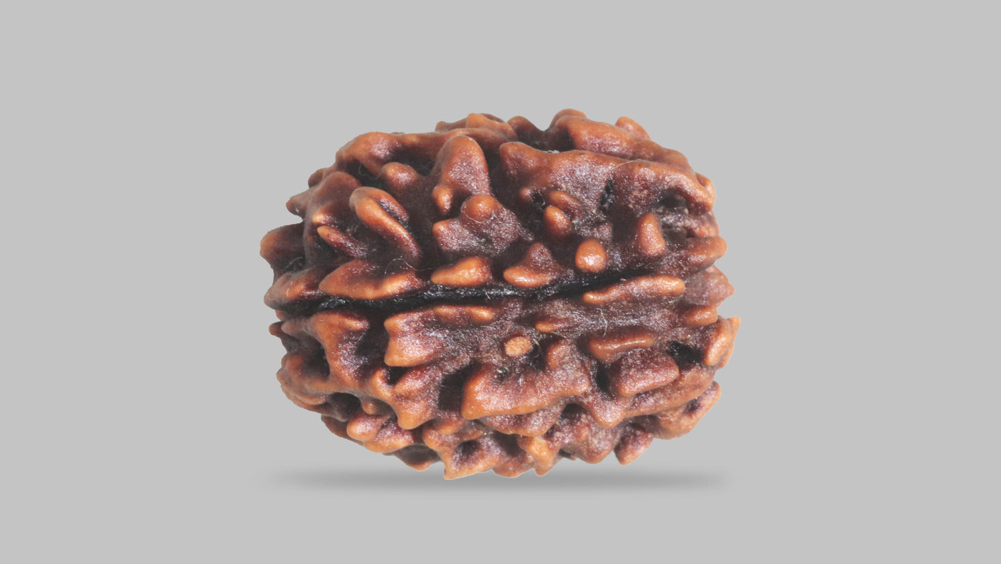 3 MUKHI RUDRAKSHA (23.52 mm)