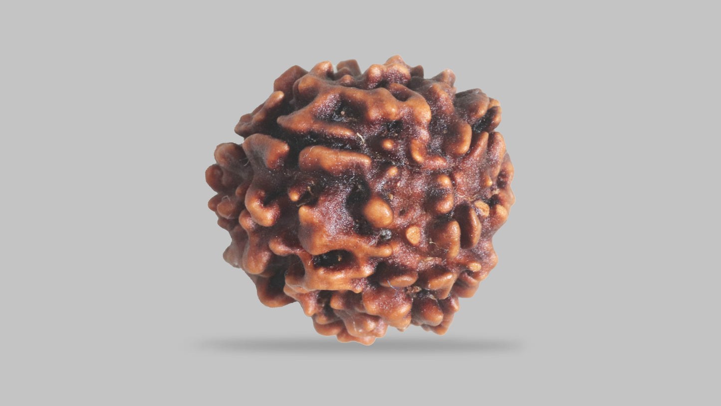 3 MUKHI RUDRAKSHA (23.52 mm)