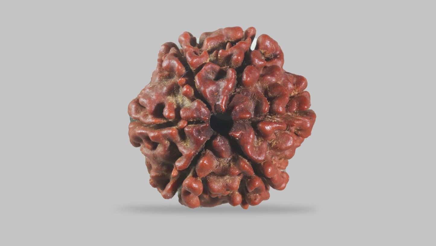 6 MUKHI RUDRAKSHA (20.35 mm)