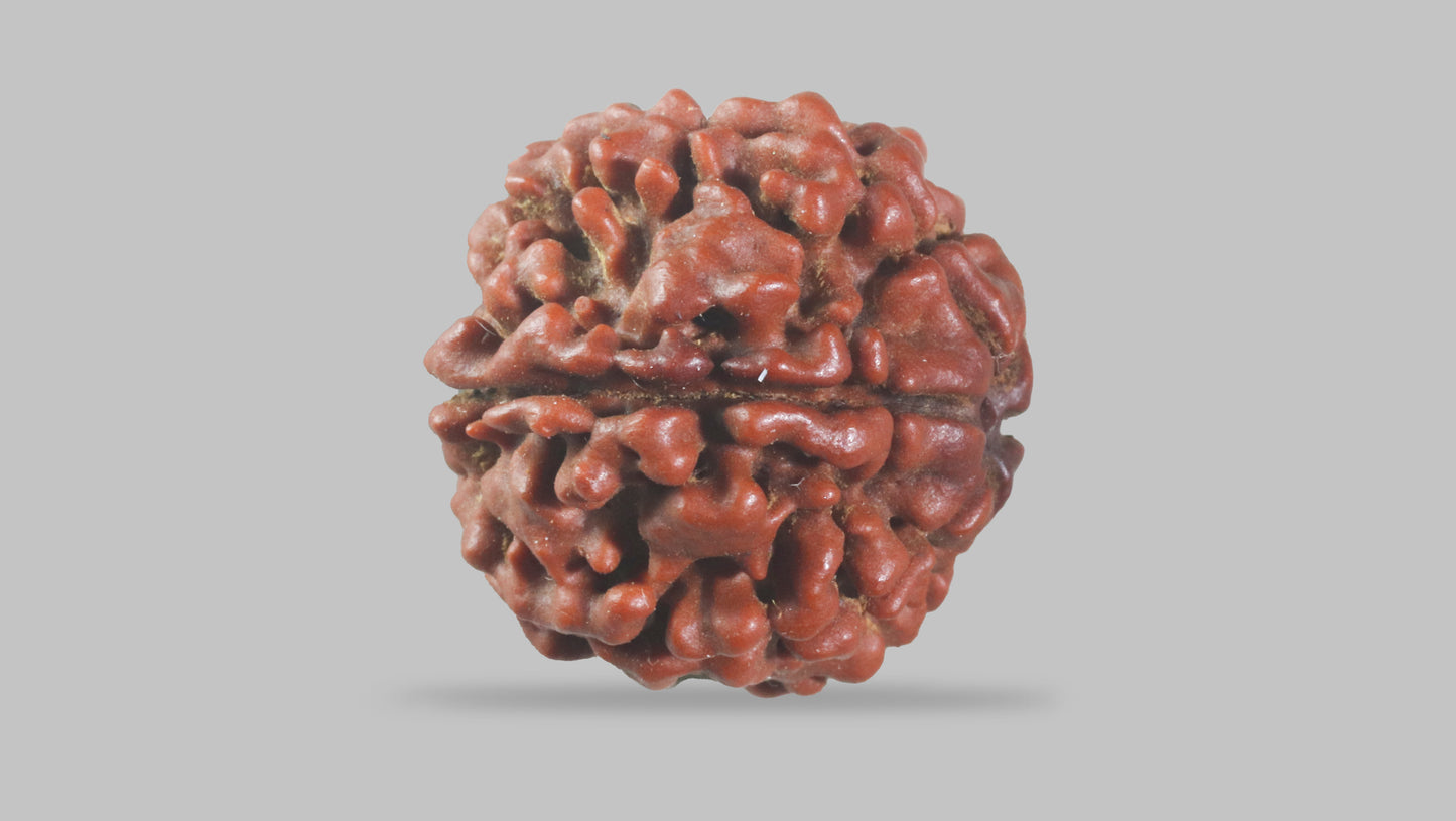 6 MUKHI RUDRAKSHA (20.35 mm)