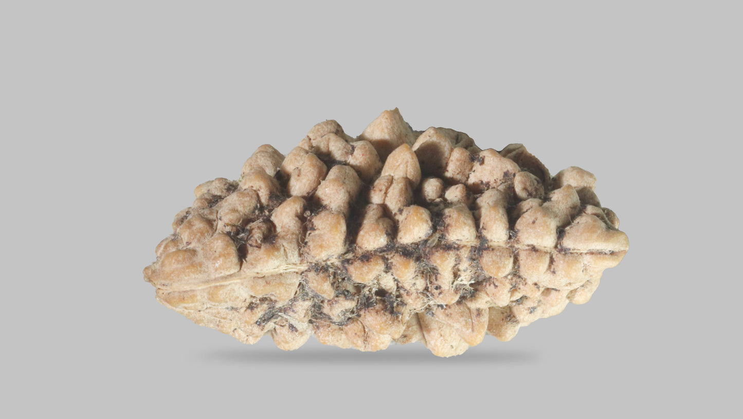 1 MUKHI RUDRAKSHA (23.56 mm)