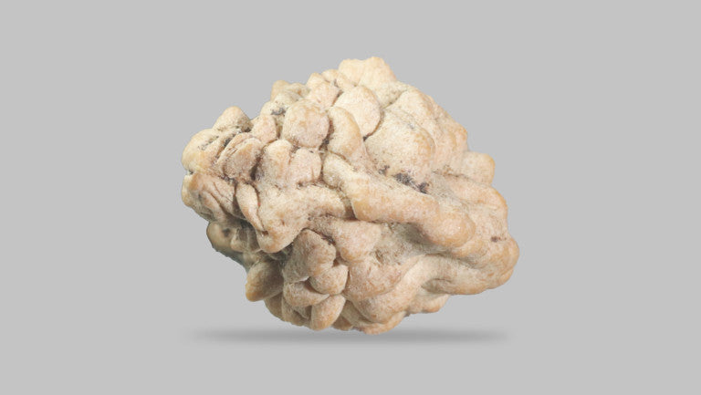 1 MUKHI RUDRAKSHA (23.56 mm)