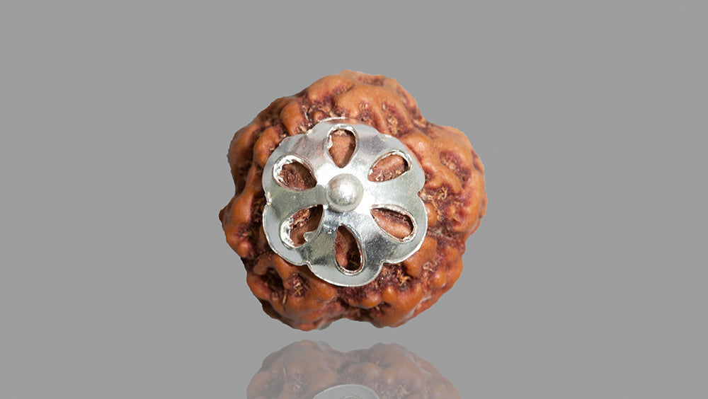 3 MUKHI RUDRAKSHA (20.92 mm)