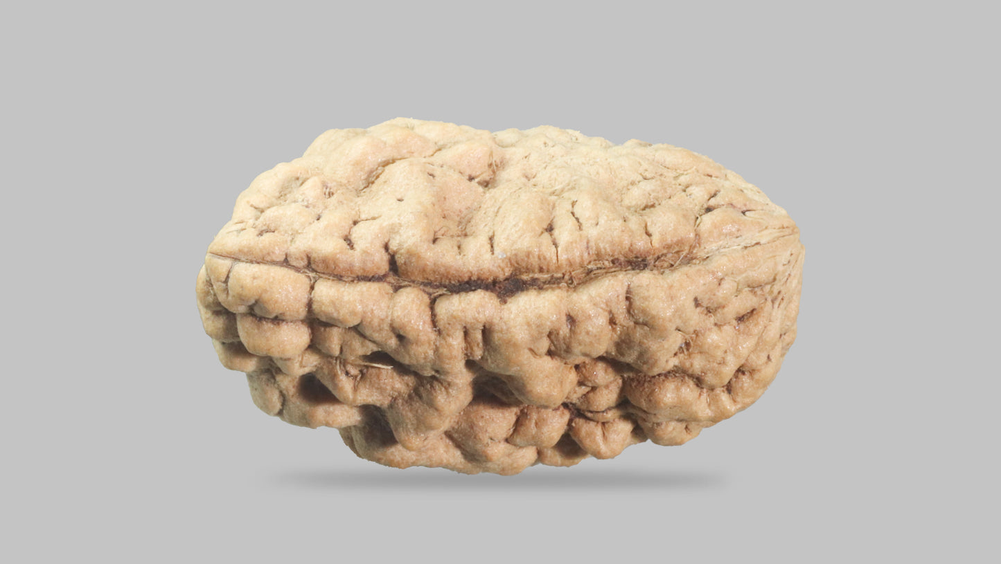1 MUKHI RUDRAKSHA (22.27 mm)